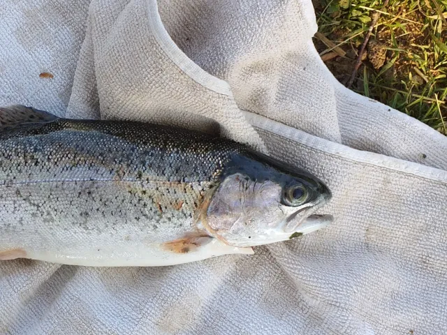 Regenbogenforelle