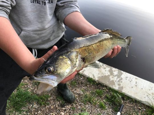 Zander