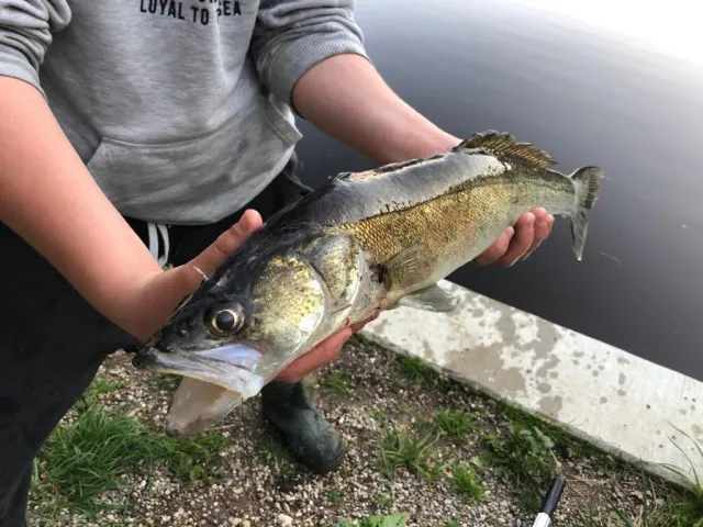 Zander