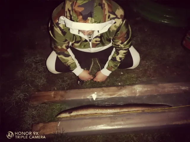 Aal