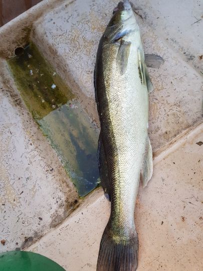 Zander