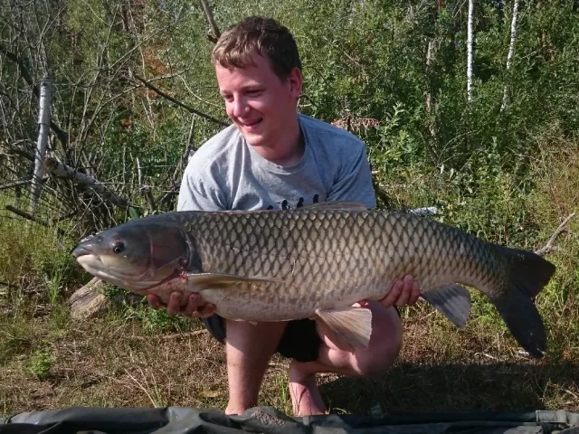 Graskarpfen