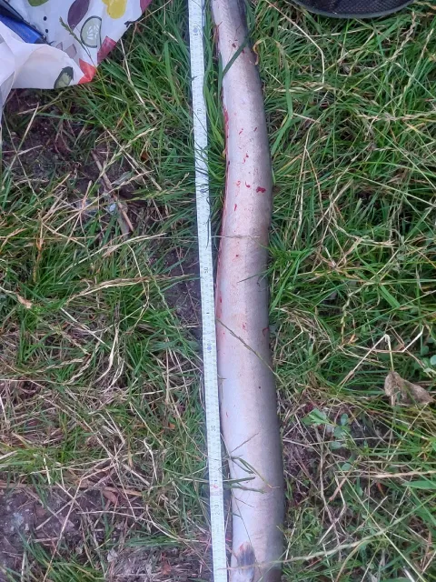 Aal