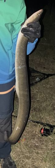 Aal