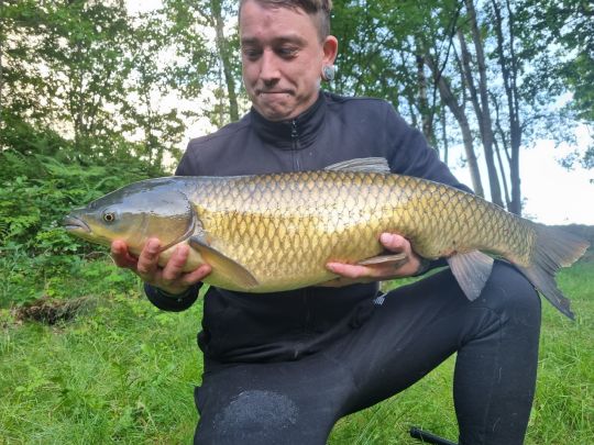 Graskarpfen