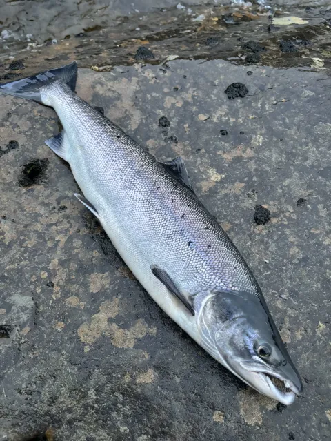 Lachs