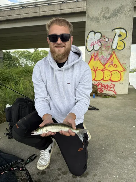 Zander