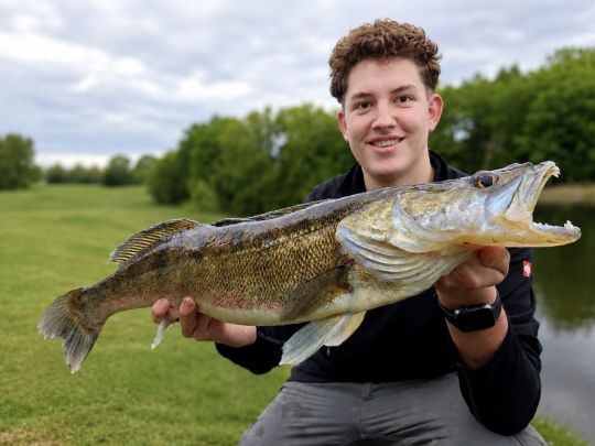 Zander
