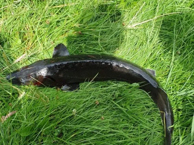 Stör