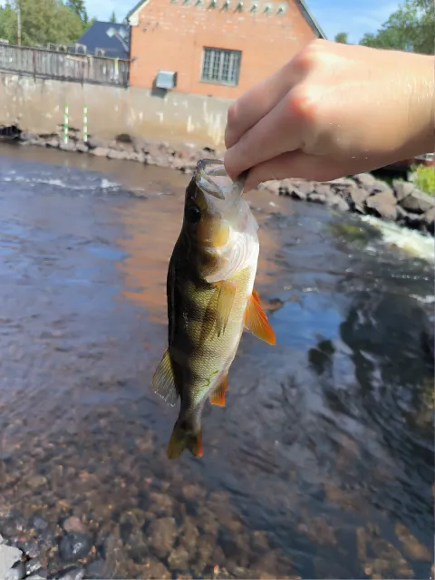 Flussbarsch