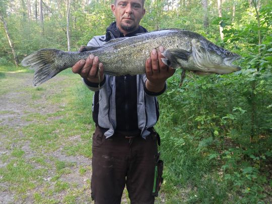 Zander