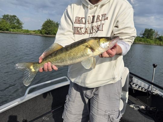 Zander