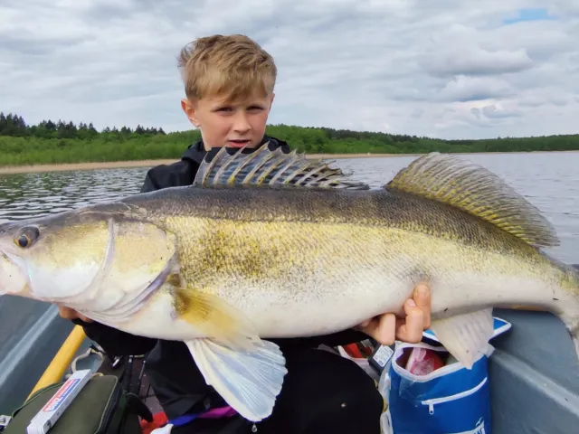 Zander