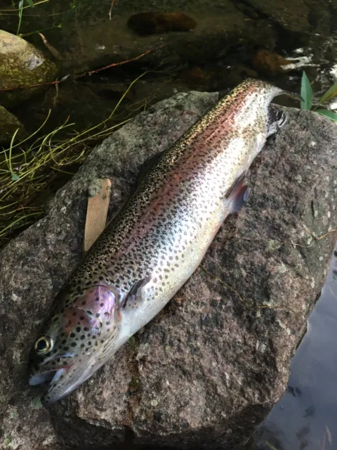 Regenbogenforelle