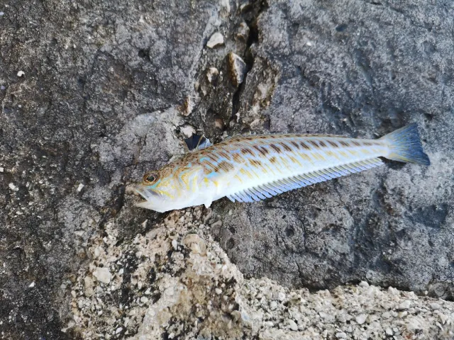 Petermännchen