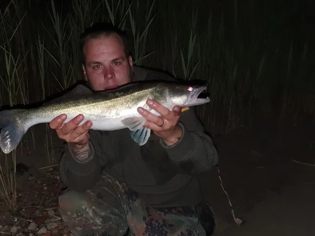 Zander