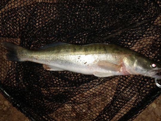 Zander