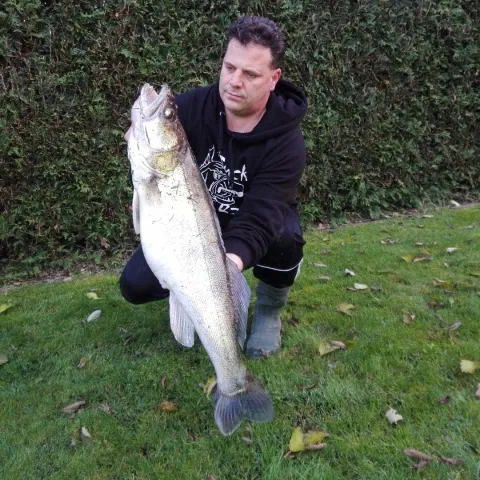 Zander
