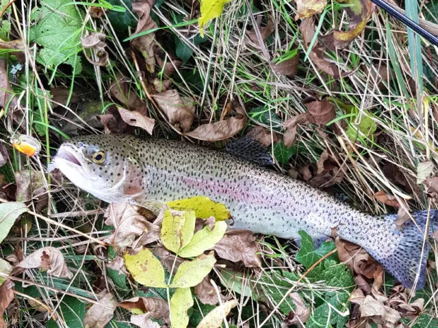 Regenbogenforelle