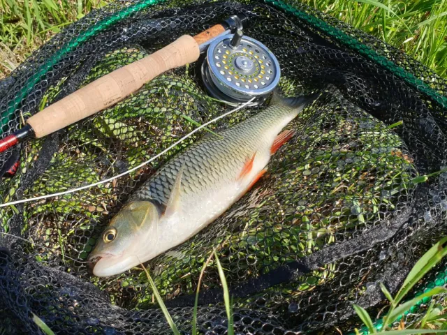Döbel