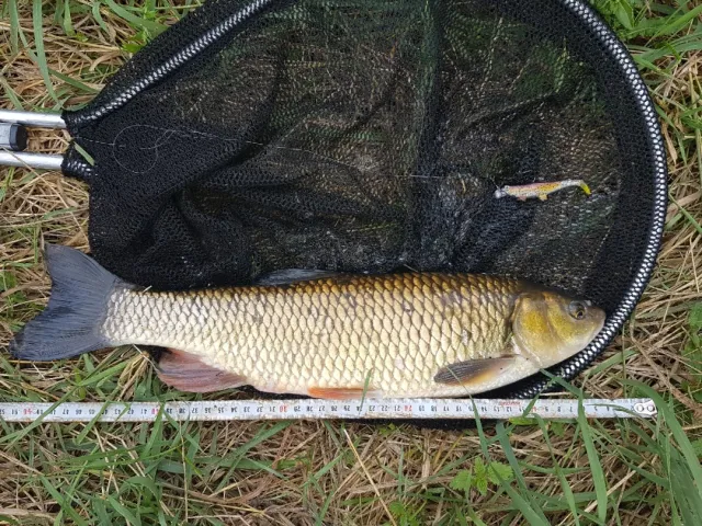 Döbel