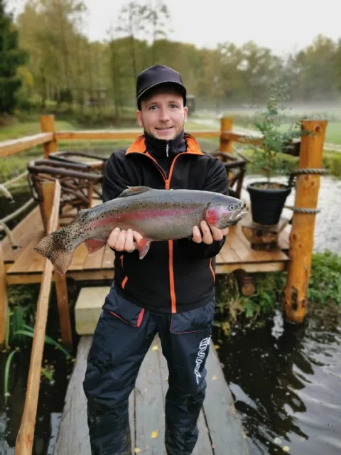 Regenbogenforelle