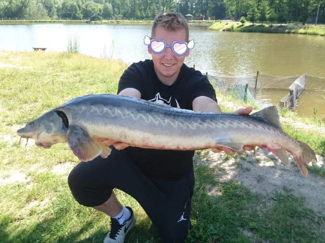 Stör