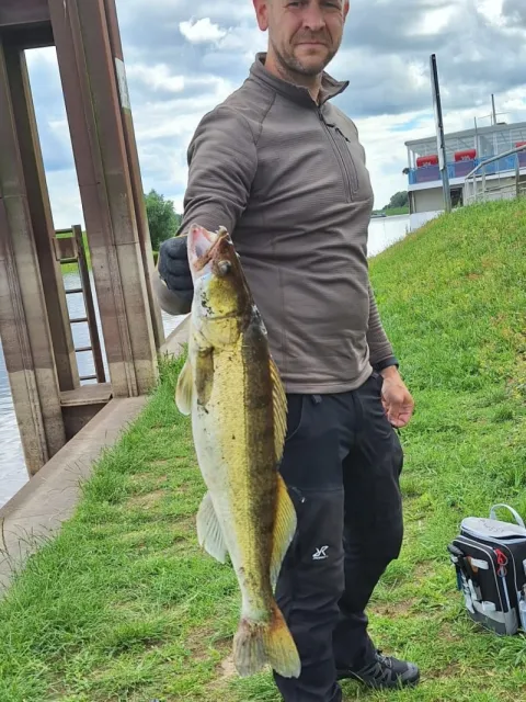 Zander