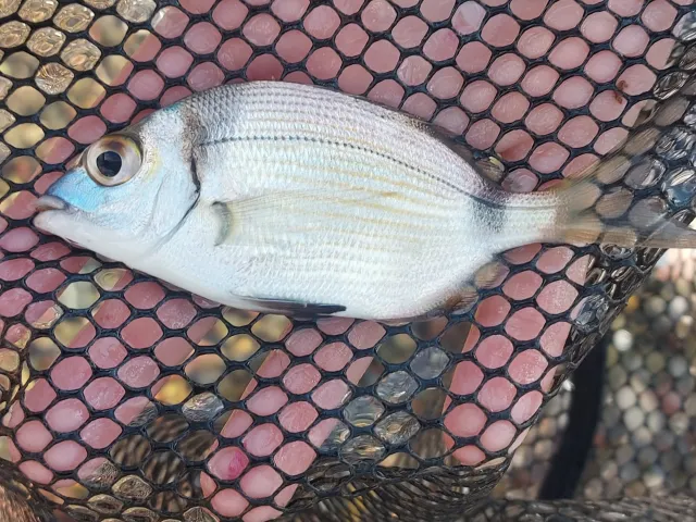 Dorade