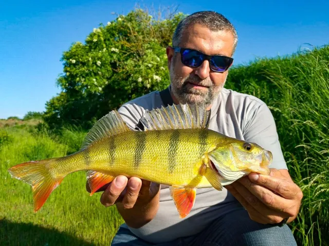 Flussbarsch