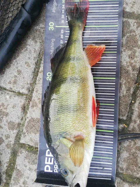 Flussbarsch