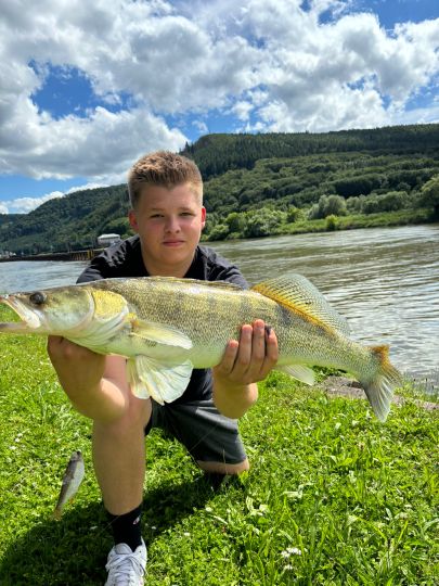 Zander
