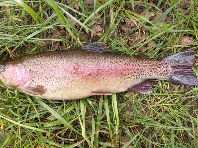 Regenbogenforelle