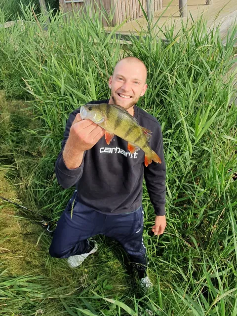 Flussbarsch