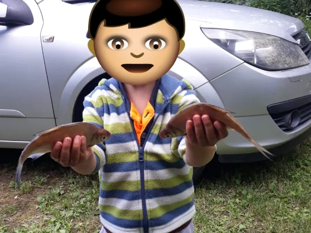Güster