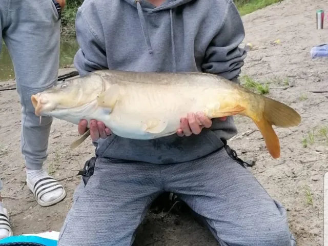 Karpfen