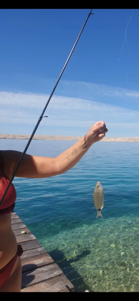 Dorade