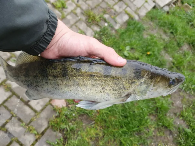 Zander