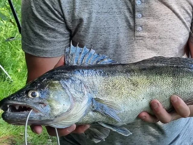 Zander