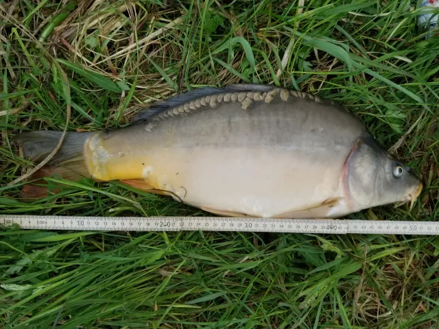 Karpfen