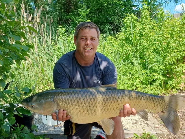 Graskarpfen