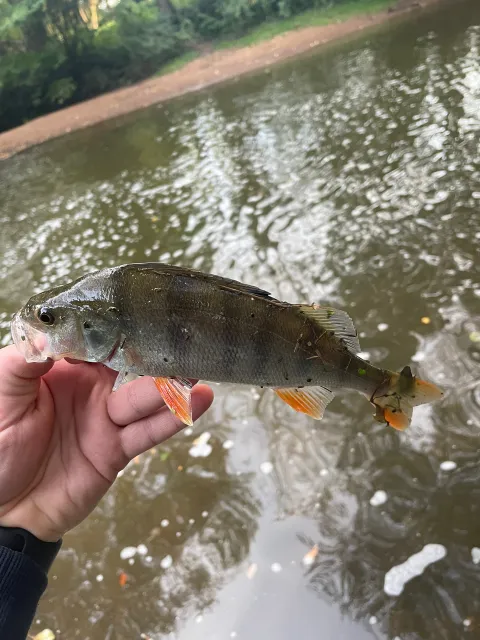 Flussbarsch