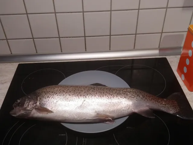 Regenbogenforelle