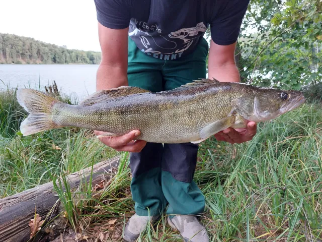 Zander