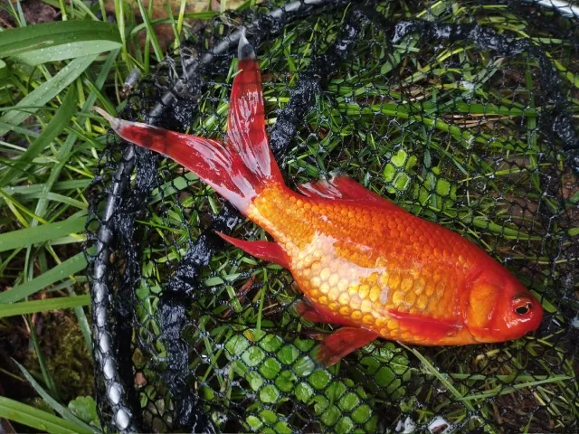 Goldfisch
