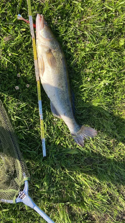 Zander