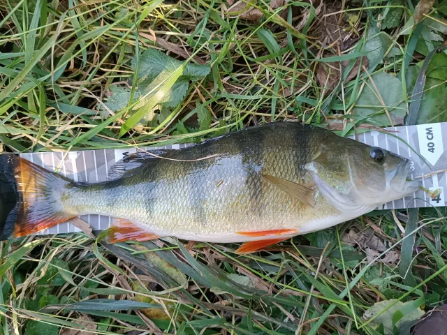Flussbarsch