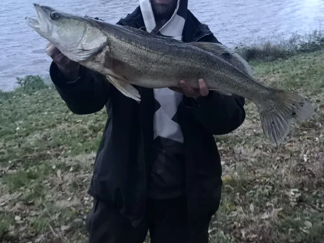 Zander