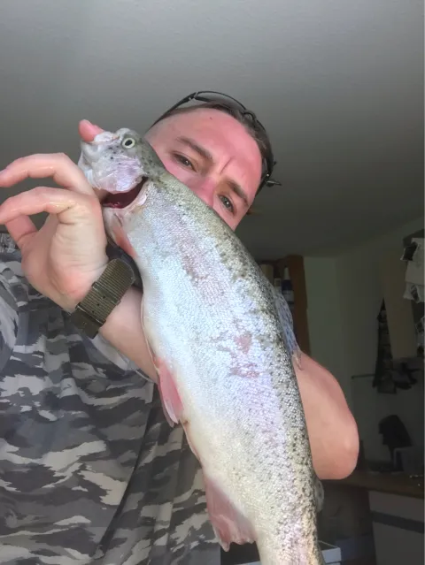 Regenbogenforelle
