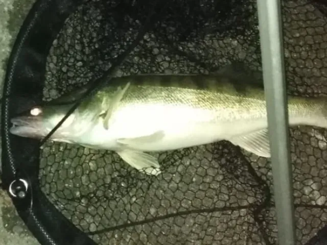 Zander